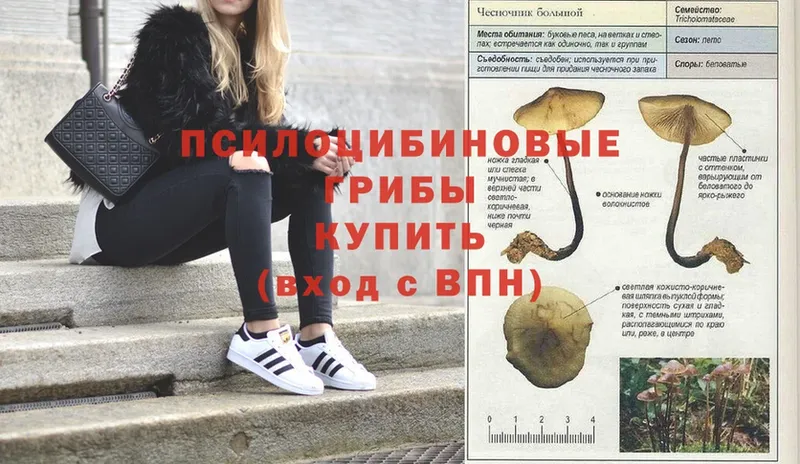 Галлюциногенные грибы Psilocybe  Волхов 